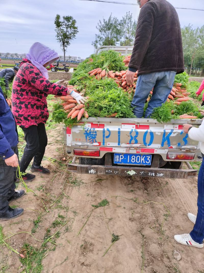 大量批发小燕鼎红萝卜，质量好，品种纯，价格优