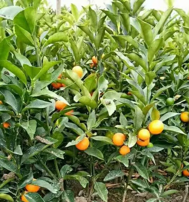 早熟沙糖桔，爱莎，沃柑，金桔，柠檬苗，品种齐全。