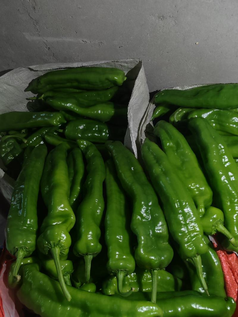 大棚鲜辣椒薄皮代收代发大棚301辣椒线椒螺丝椒，量大