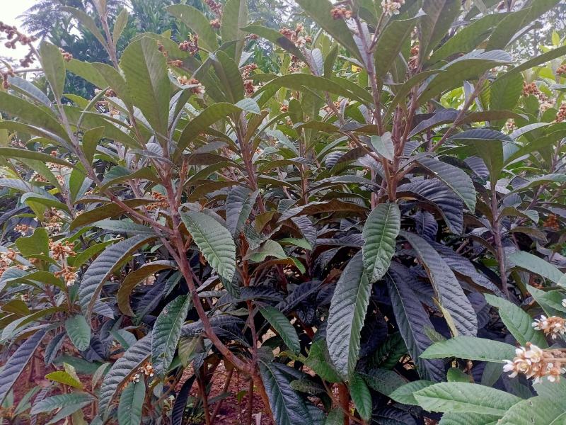 白玉枇杷苗，白肉高糖枇杷苗，四川大五星枇杷苗，枇杷杯苗。