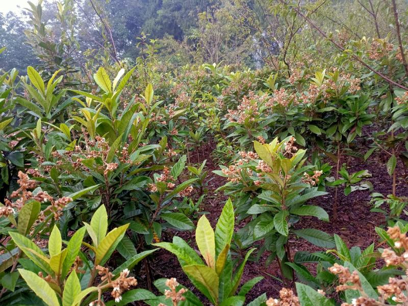 白玉枇杷苗，白肉高糖枇杷苗，四川大五星枇杷苗，枇杷杯苗。