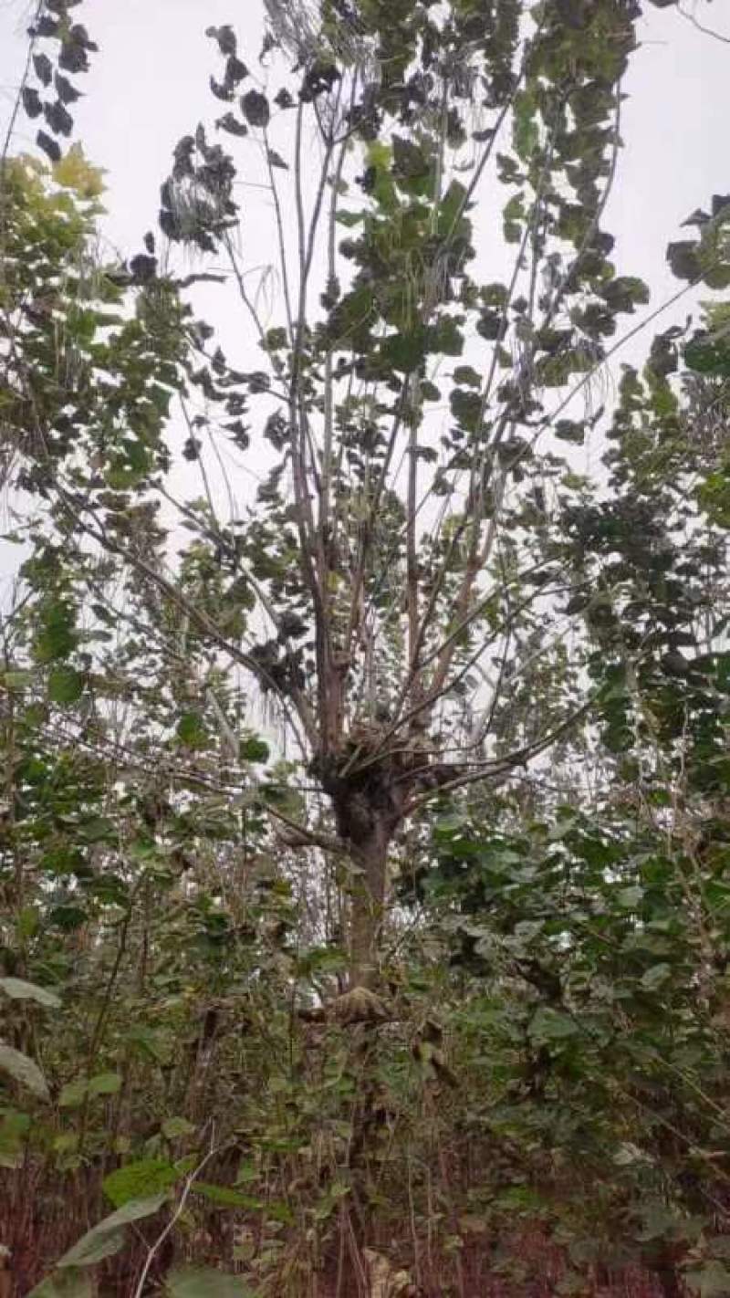 楸树供应