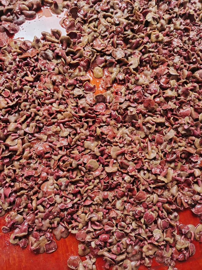 云南野生菌红乳牛肝菌盐级红乳菌产地大量生产供应