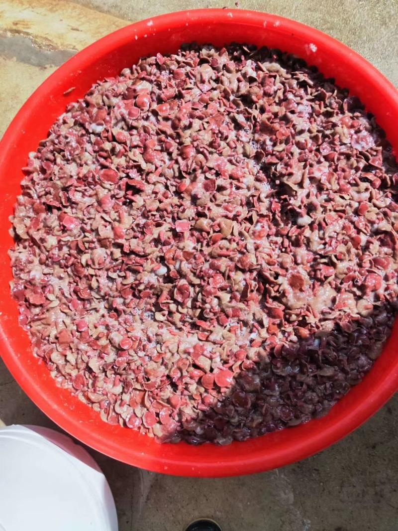 云南野生菌红乳牛肝菌盐级红乳菌产地大量生产供应
