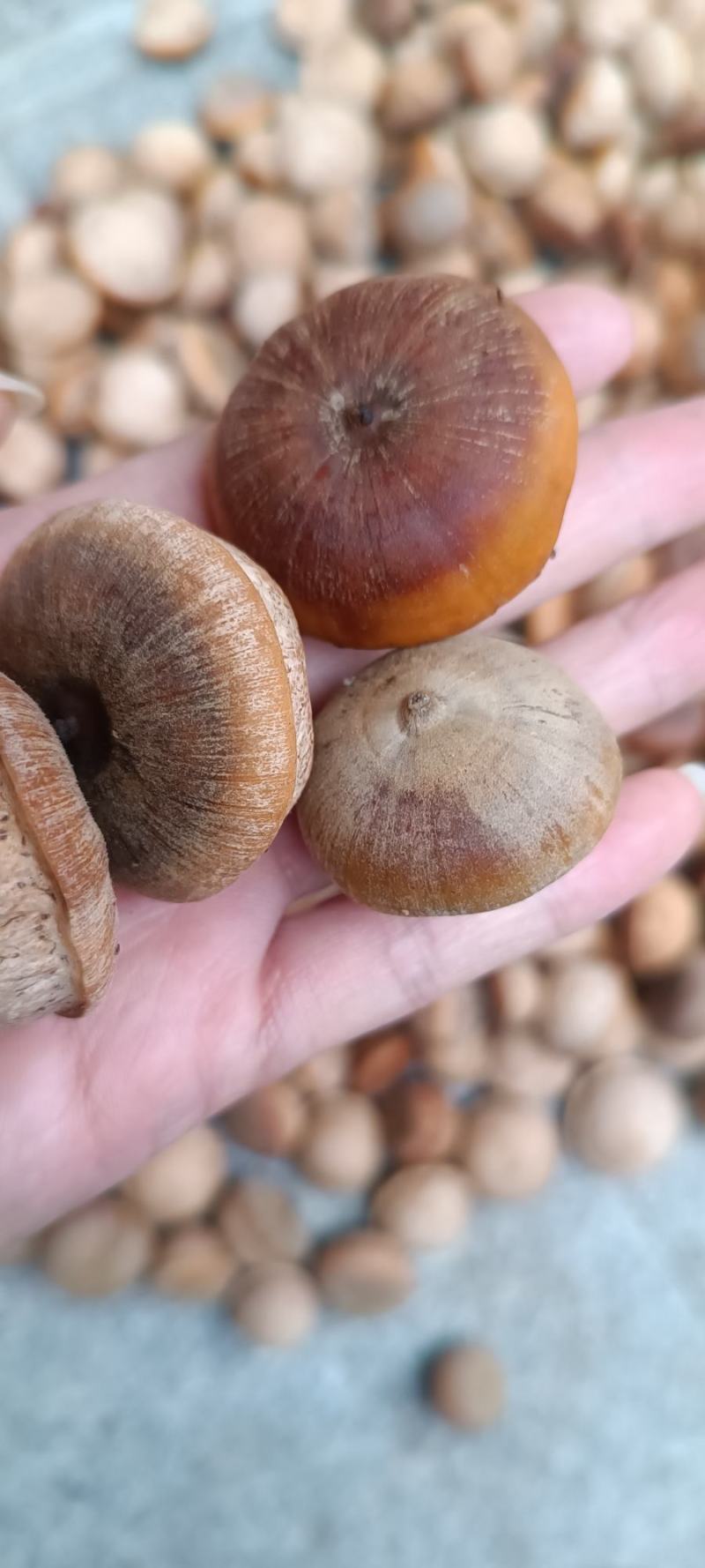 本地风流果