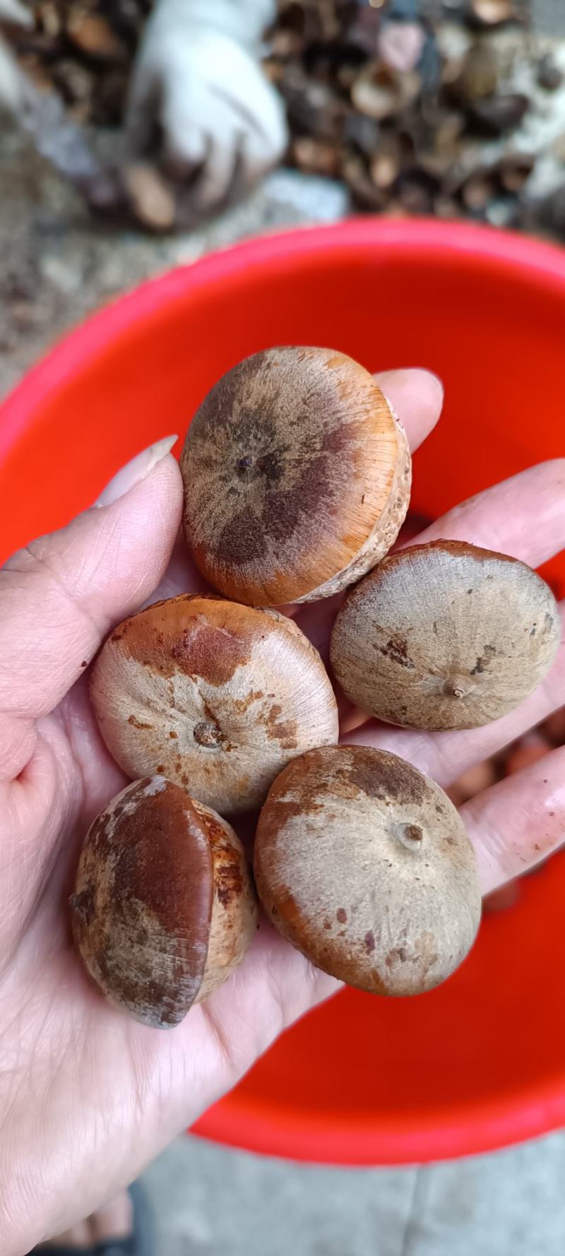 本地风流果