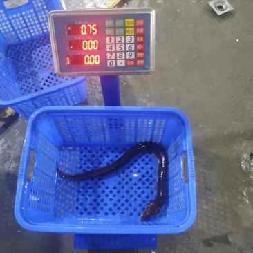 一斤以上的大黄鳝，
