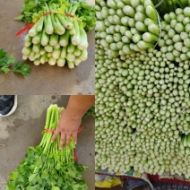 西芹山东芹菜水洗芹菜货源充足产地直发按需发货欢迎来电