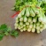 西芹山东芹菜水洗芹菜货源充足产地直发按需发货欢迎来电