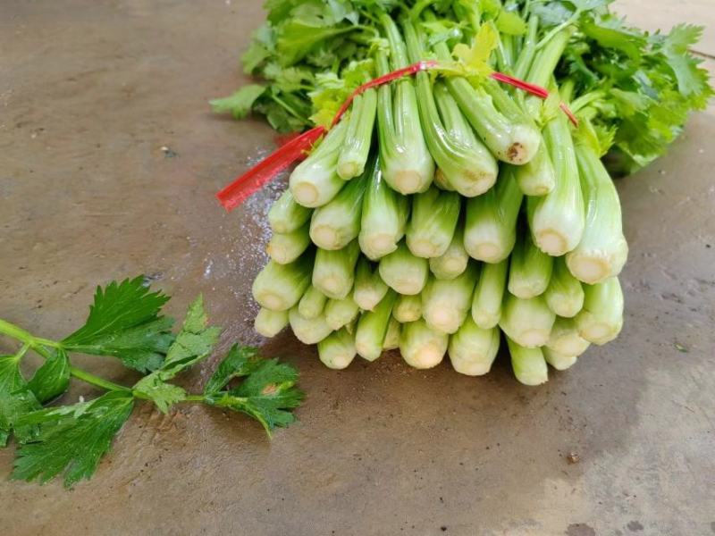西芹山东芹菜水洗芹菜货源充足产地直发按需发货欢迎来电
