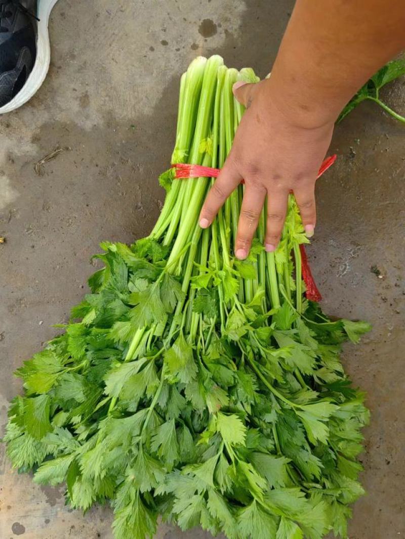 西芹山东芹菜水洗芹菜货源充足产地直发按需发货欢迎来电