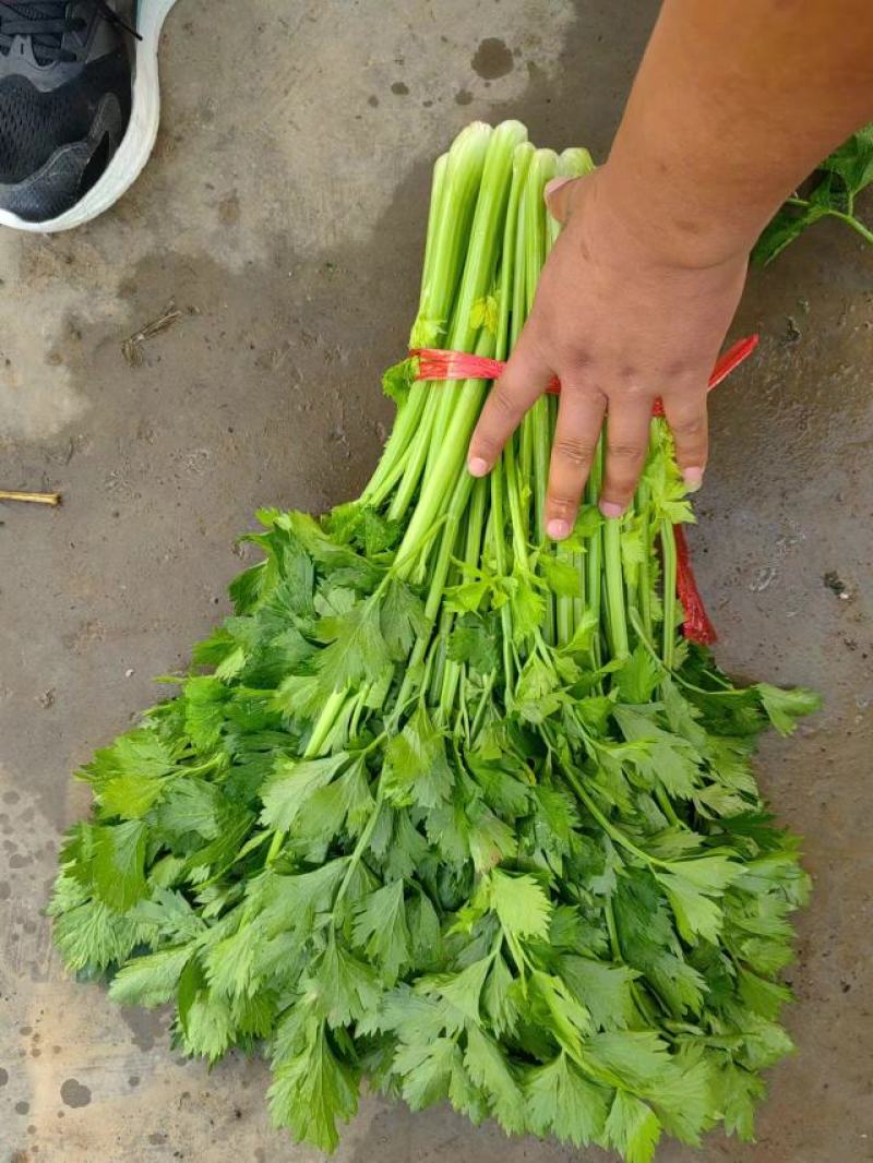 西芹山东芹菜水洗芹菜货源充足产地直发按需发货欢迎来电