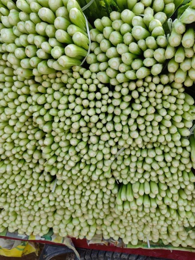 西芹山东芹菜水洗芹菜货源充足产地直发按需发货欢迎来电