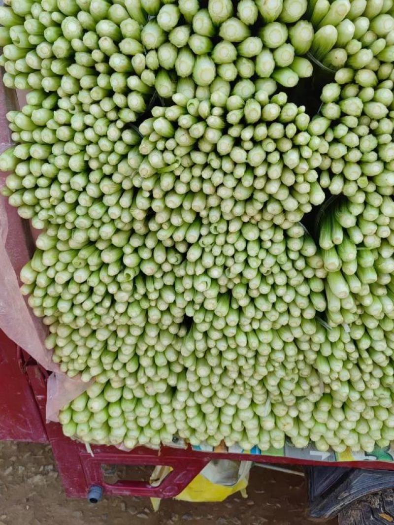 西芹山东芹菜水洗芹菜货源充足产地直发按需发货欢迎来电