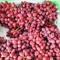 【热卖中】新疆克伦生无籽葡萄大量上市常年供应