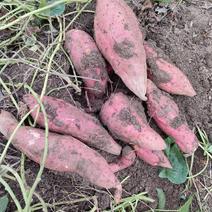 淀粉薯，红薯粉，商薯19.济薯，25，.西瓜红，大量供应