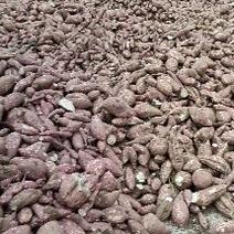 淀粉红薯商薯19大量现货一手货源，大量供应，，，，，，，