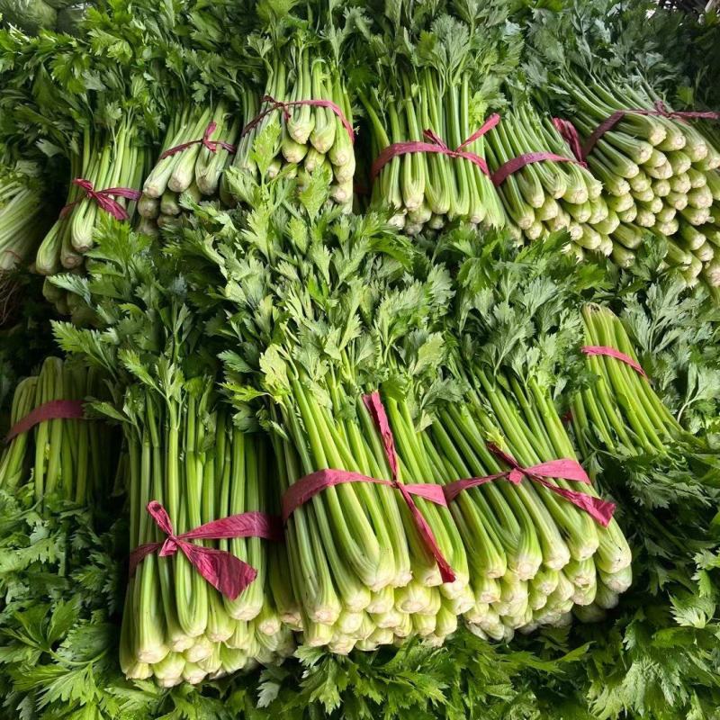 山东聊城西芹上市，精品芹菜全国发货一手货源