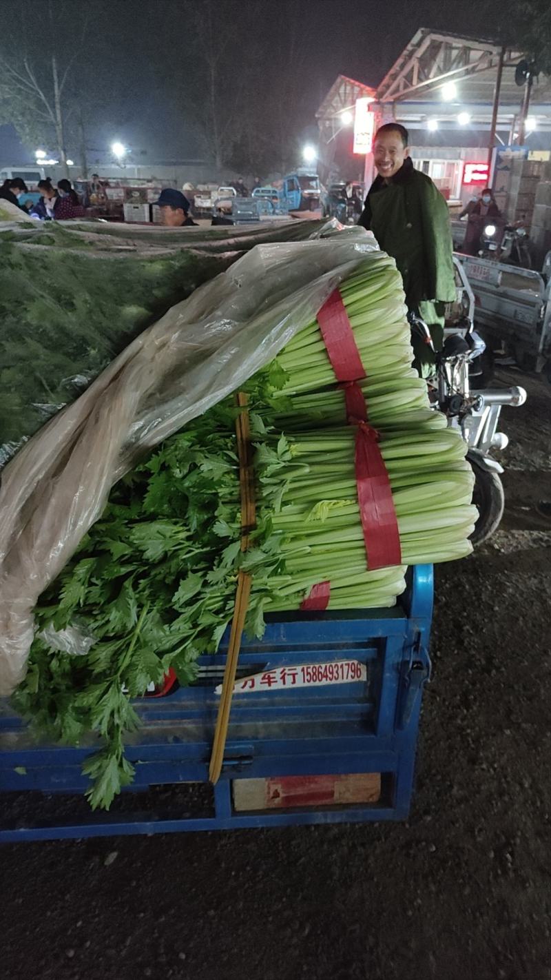 山东聊城西芹上市，精品芹菜全国发货一手货源