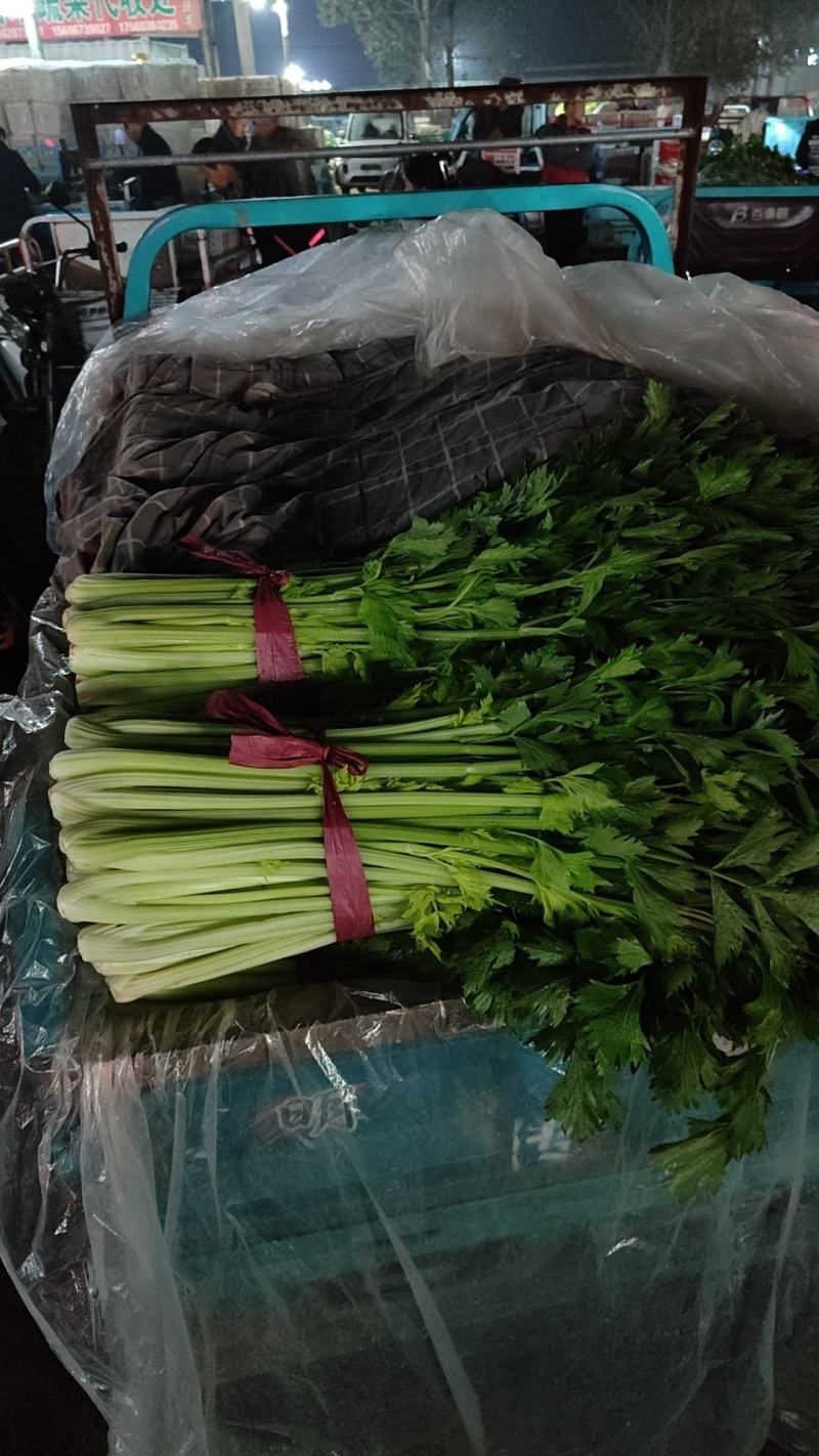 山东聊城西芹上市，精品芹菜全国发货一手货源