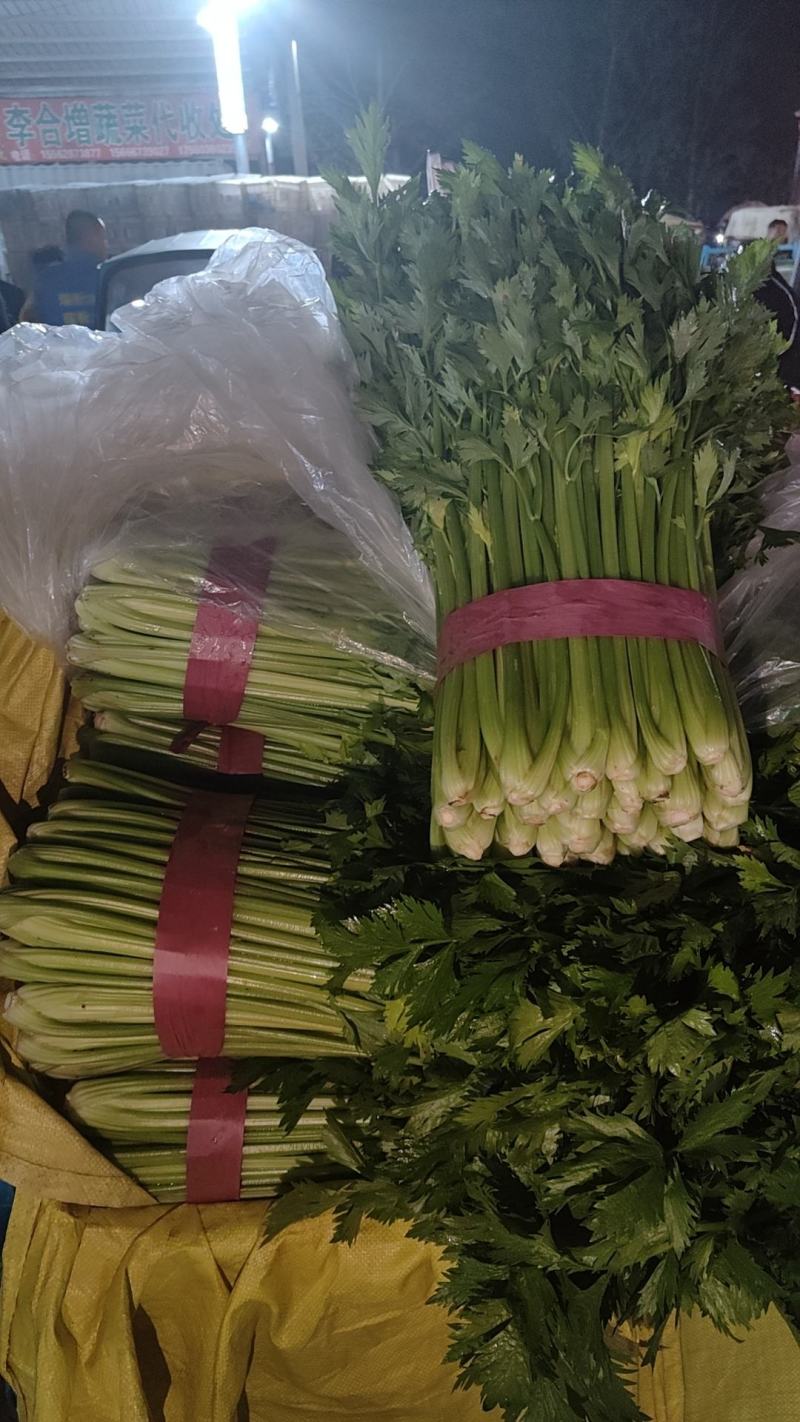 山东聊城西芹上市，精品芹菜全国发货一手货源