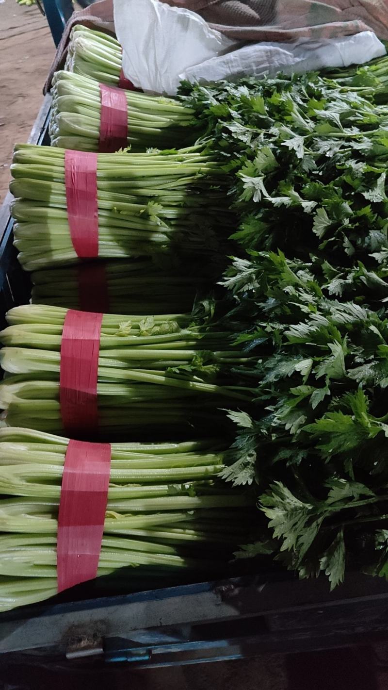 山东聊城西芹上市，精品芹菜全国发货一手货源
