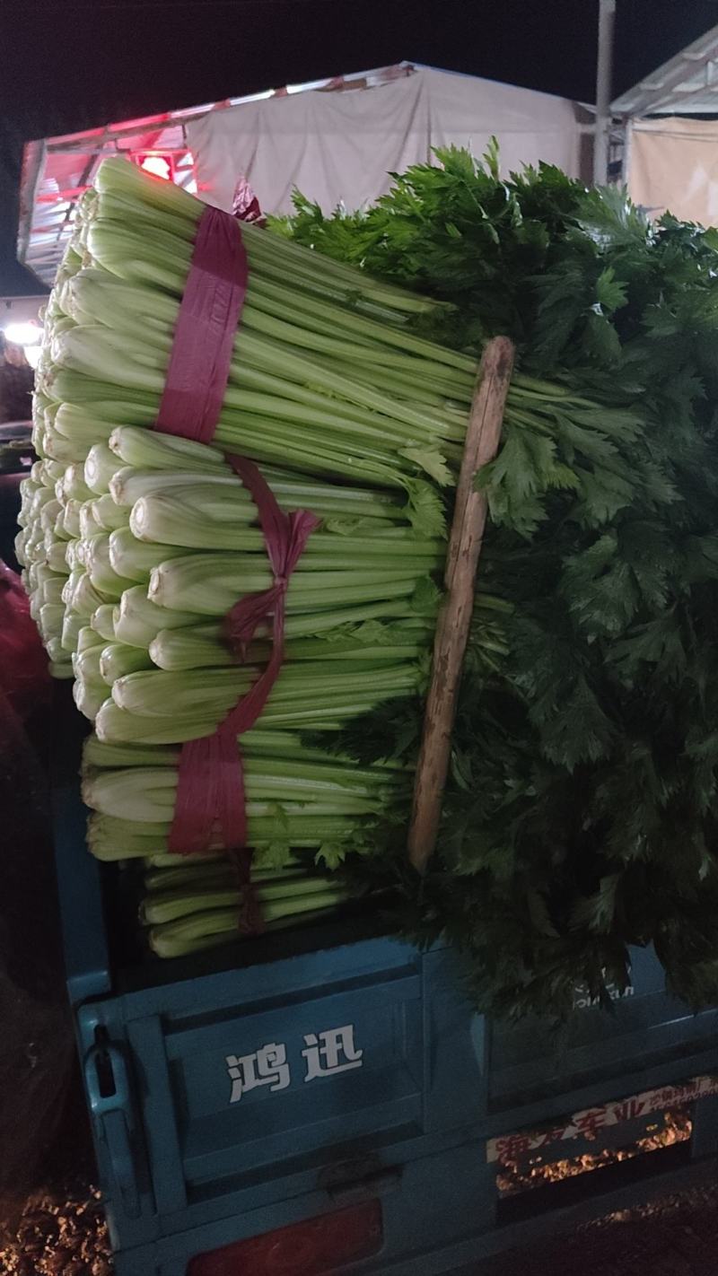 山东聊城西芹上市，精品芹菜全国发货一手货源
