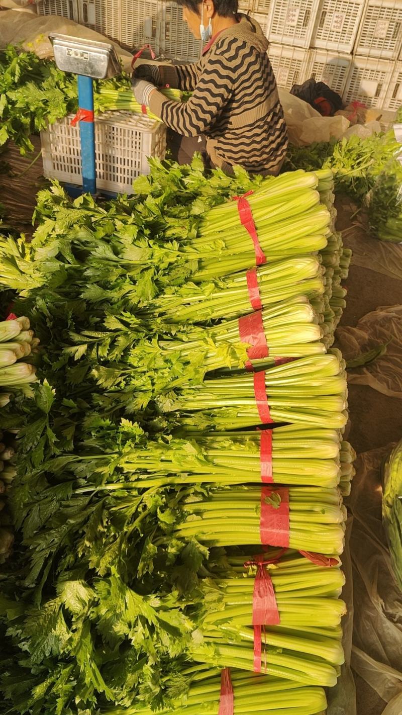 山东聊城西芹上市，精品芹菜全国发货一手货源