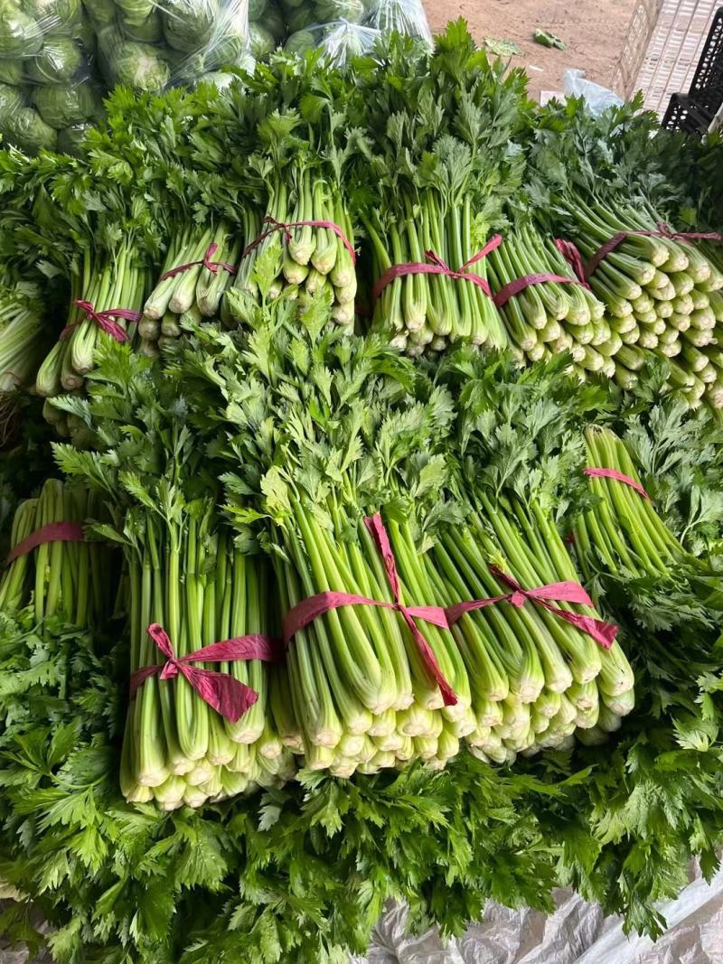 山东聊城西芹上市，精品芹菜全国发货一手货源