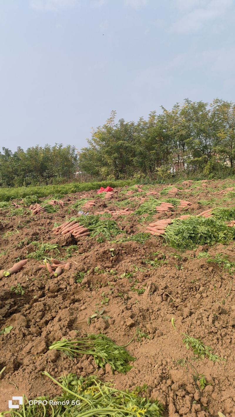 三红胡萝卜陕西基地直供质量保证一手货源对接商超市场
