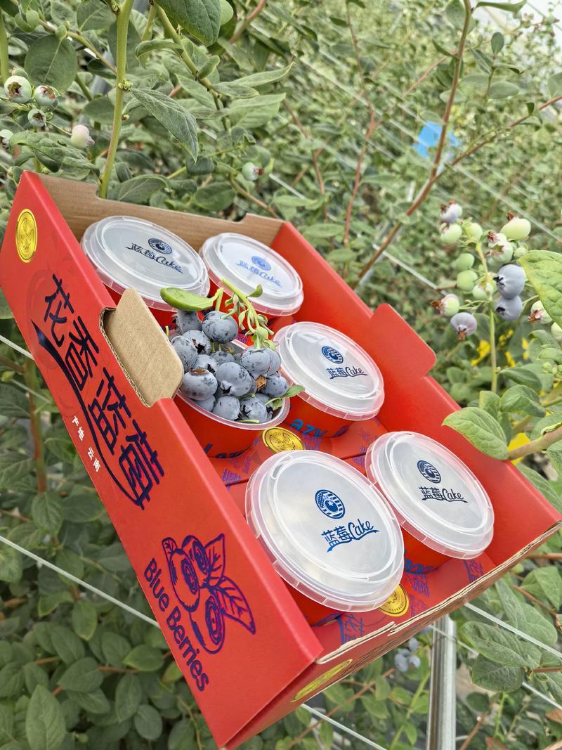 云南新鲜蓝莓，L25L11F6优瑞卡，基地一手货源，