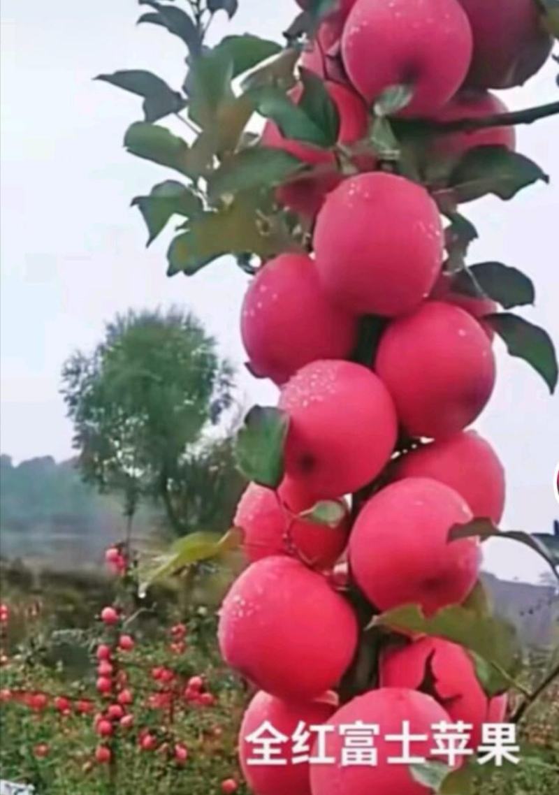 众城一号苹果苗，苹果苗品种介召保质保量欢迎致电