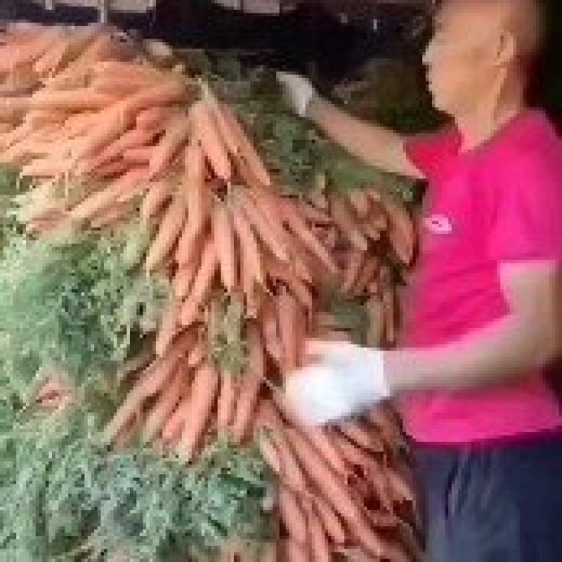 沙地优质胡萝卜