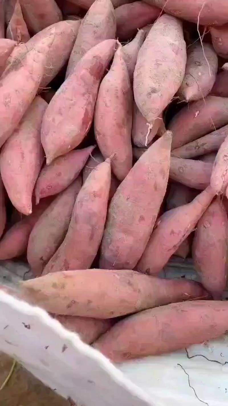 沙地优质胡萝卜