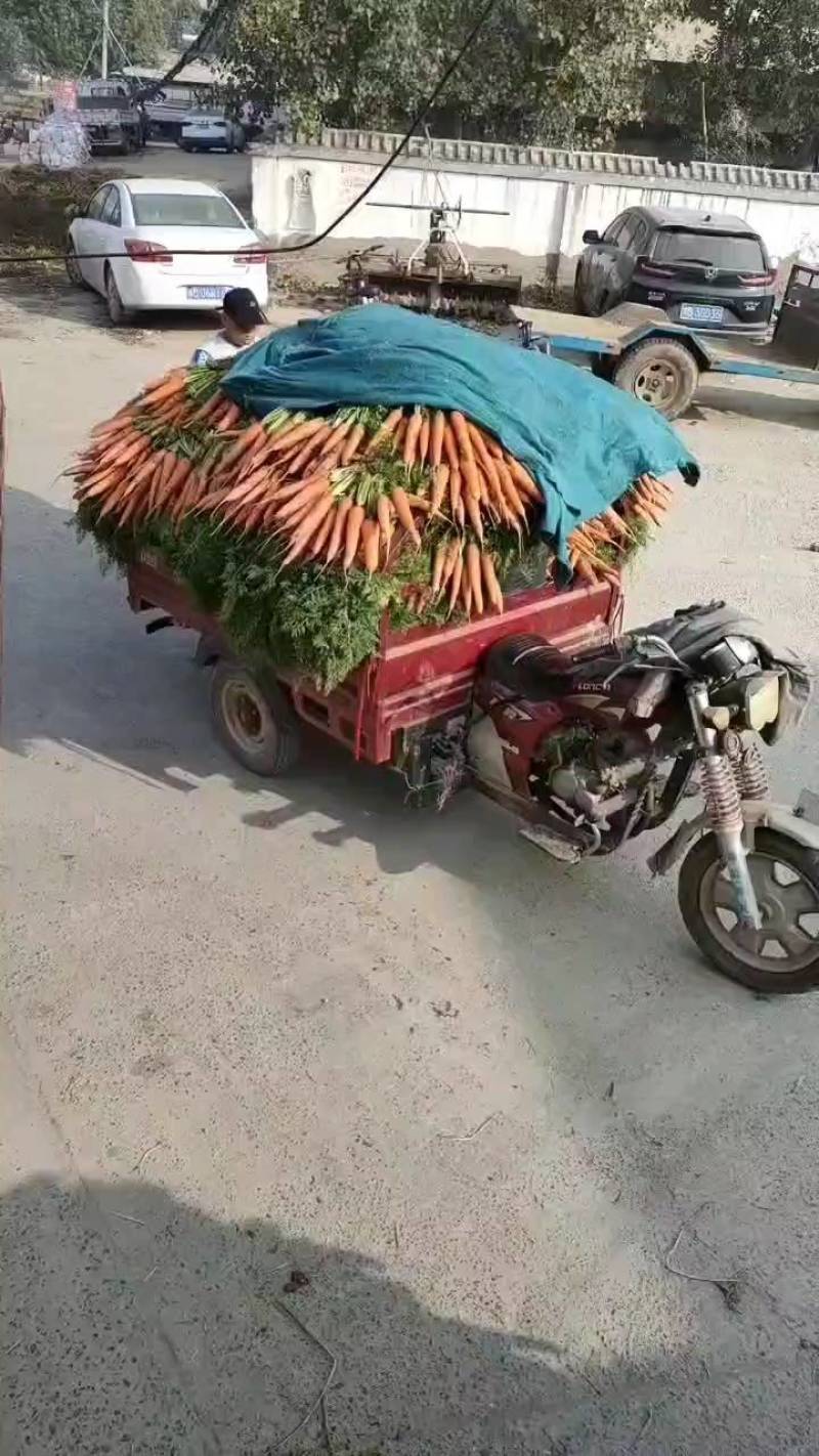 沙地优质胡萝卜