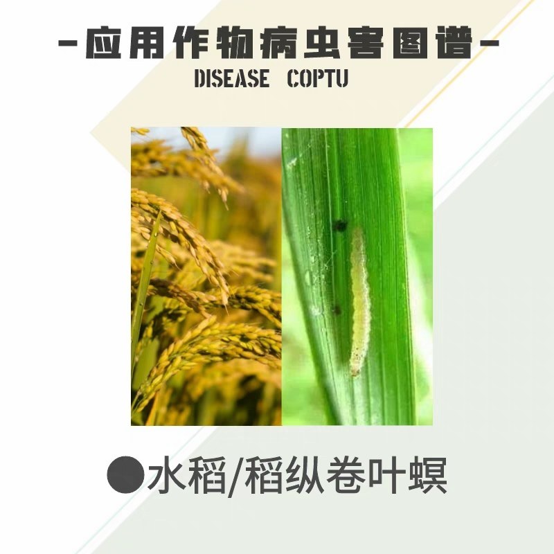 阔达16%甲维茚虫威稻纵卷叶螟吊丝虫青虫高效杀虫剂