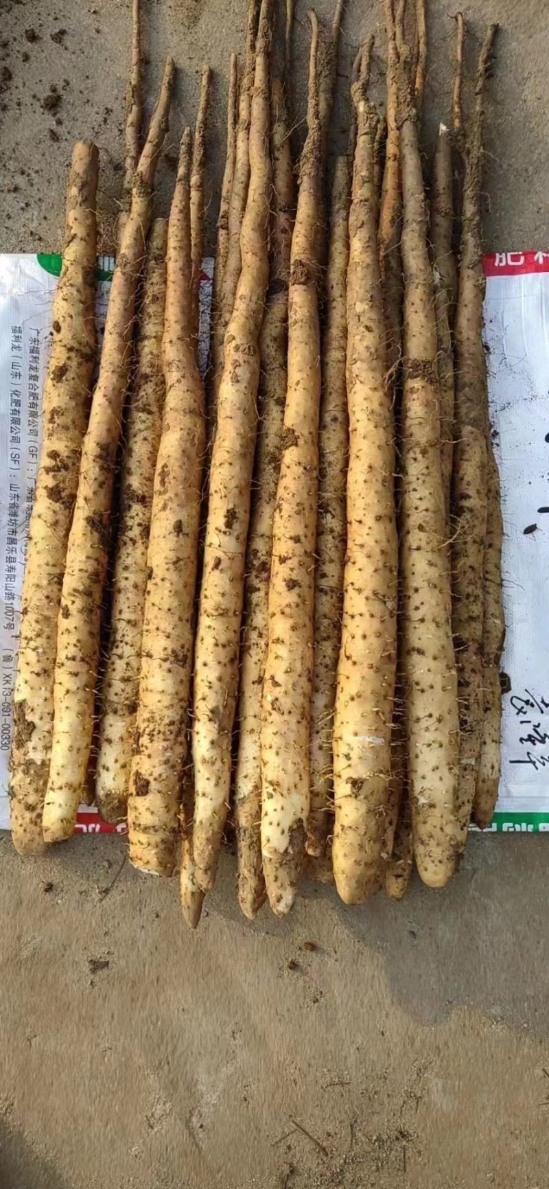 长山山药、宫家山药批发新山药面糯粉