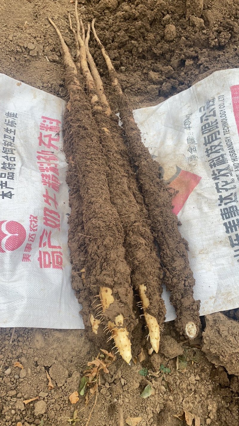 长山山药、宫家山药批发新山药面糯粉