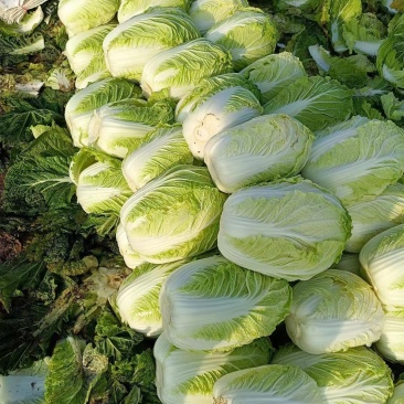白菜红皮萝卜大量上市中，价格实话，二个收购点，欢迎光临