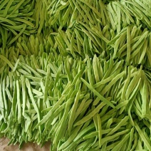 豆角莘县一手货好货次货都有表面干净
