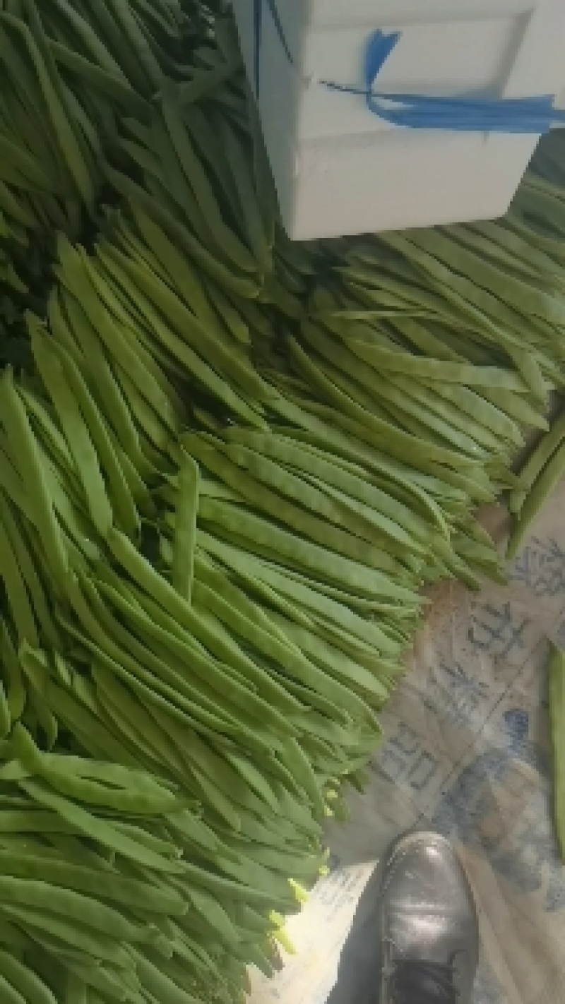 豆角莘县一手货好货次货都有表面干净
