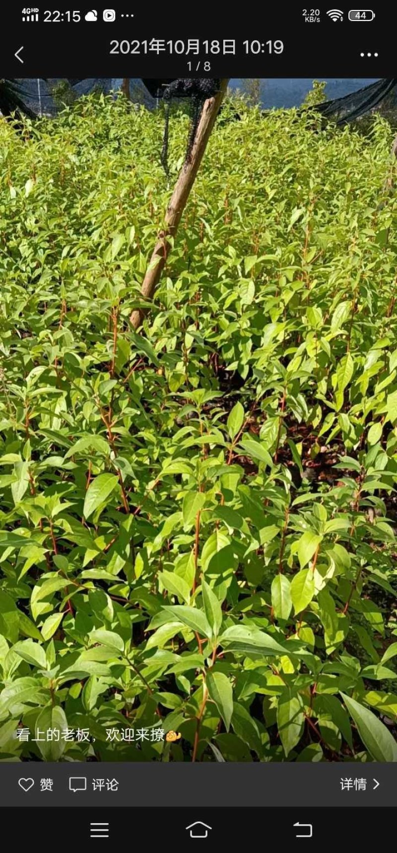 、、大量出售木姜子苗