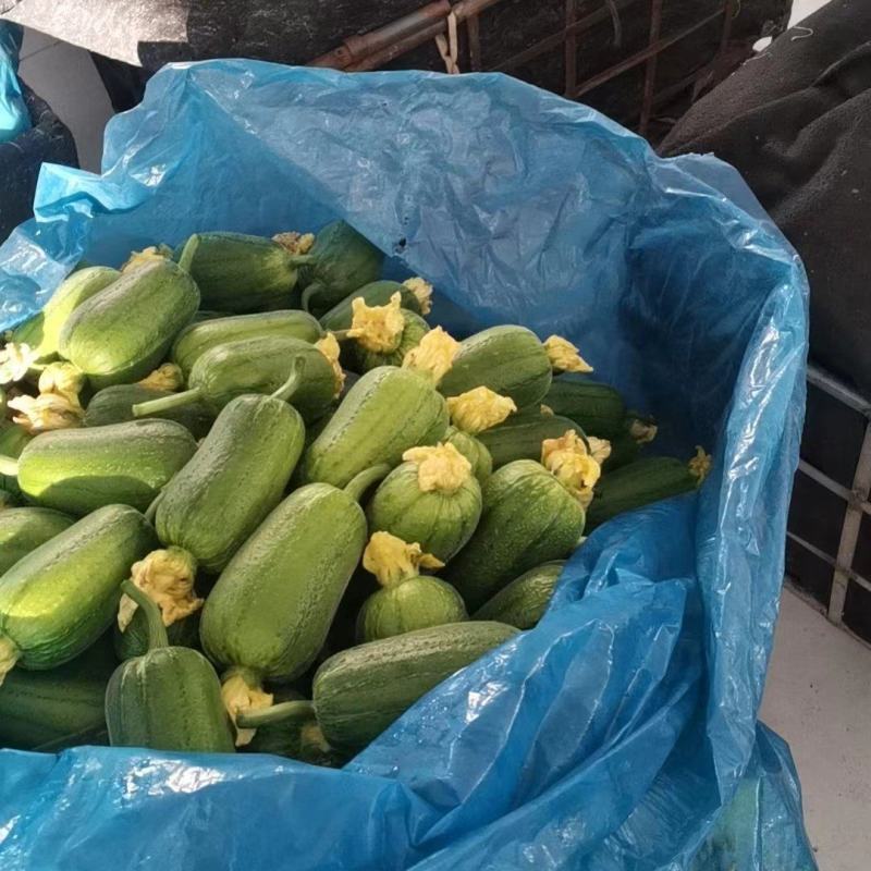 【推荐】优质供货电商，苹果丝瓜，山东潍坊，量大价格优惠