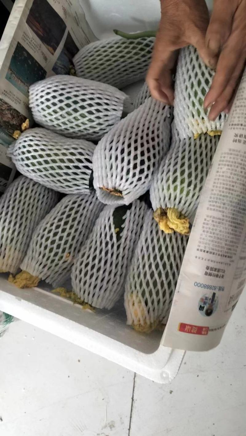 【推荐】优质供货电商，苹果丝瓜，山东潍坊，量大价格优惠