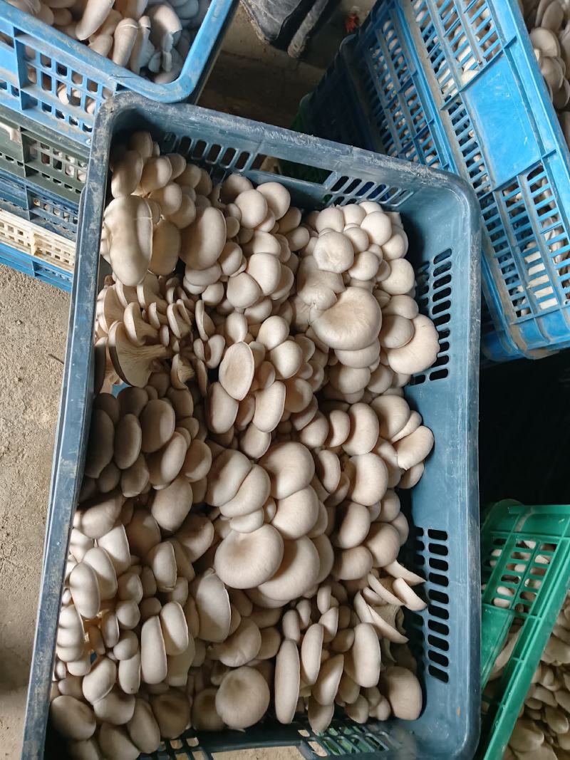 棉渣一级
