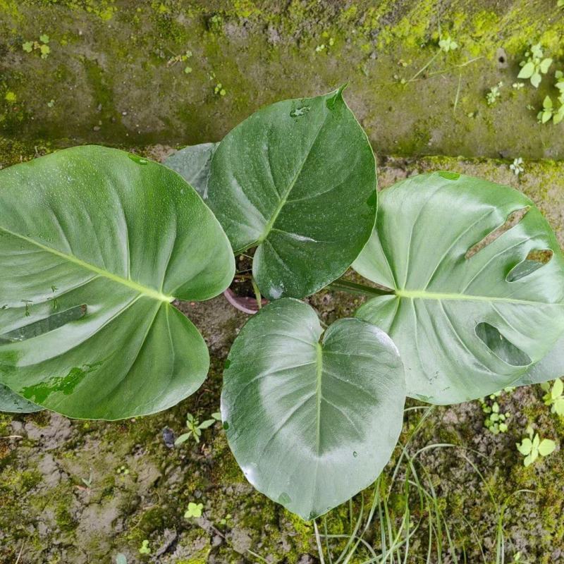 四川成都温江基地直销大量龟背竹龟背竹龟背竹龟背竹龟背竹龟