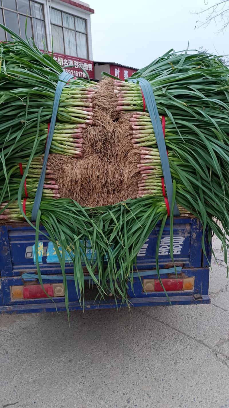 红根蒜苗/自产自销/可以实地考察/