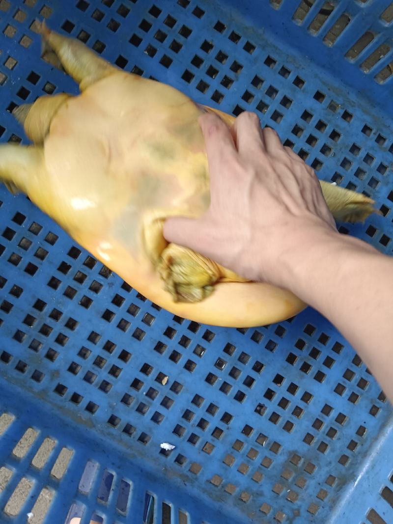 黄沙鳖公甲鱼，4年纯外塘养殖，好品质，吃鱼虾长大