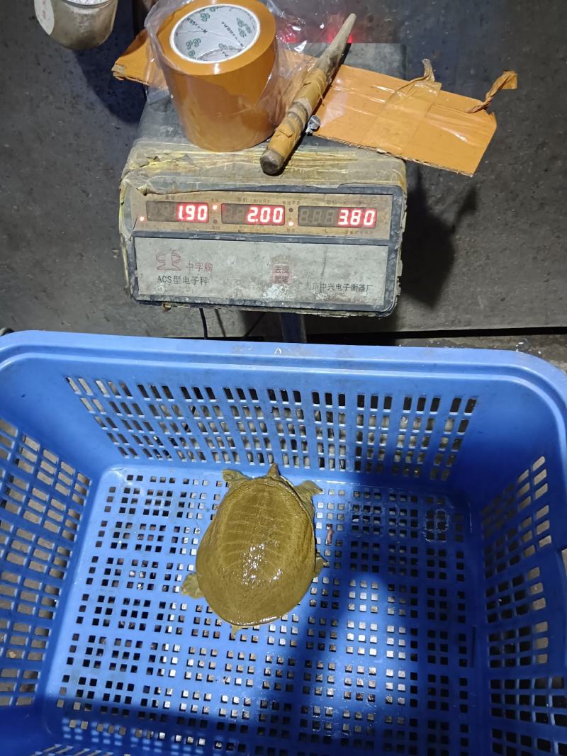 黄沙鳖公甲鱼，4年纯外塘养殖，好品质，吃鱼虾长大