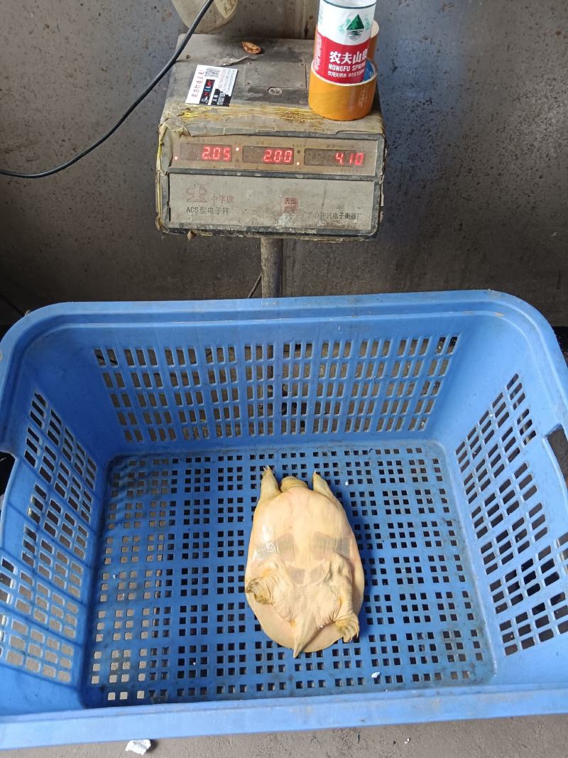 黄沙鳖公甲鱼，4年纯外塘养殖，好品质，吃鱼虾长大
